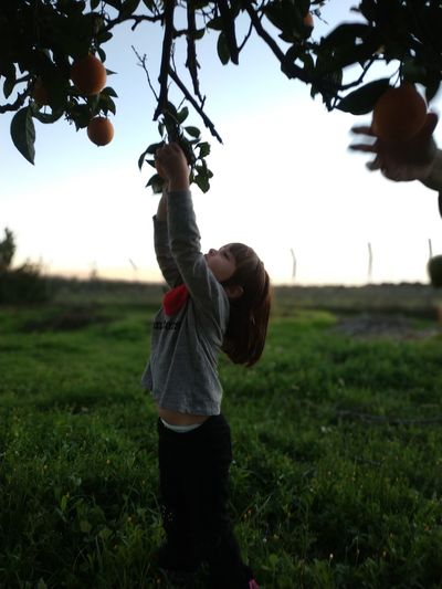 Side view of girl harvesting oranges from tree against sky