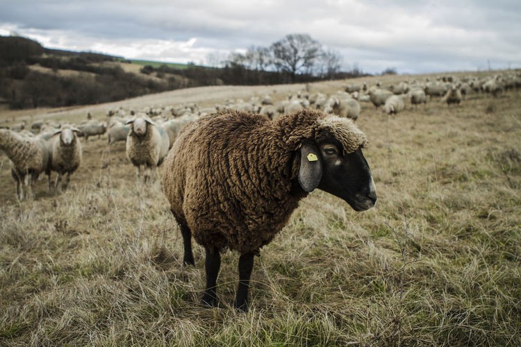 Sheep on field against sky