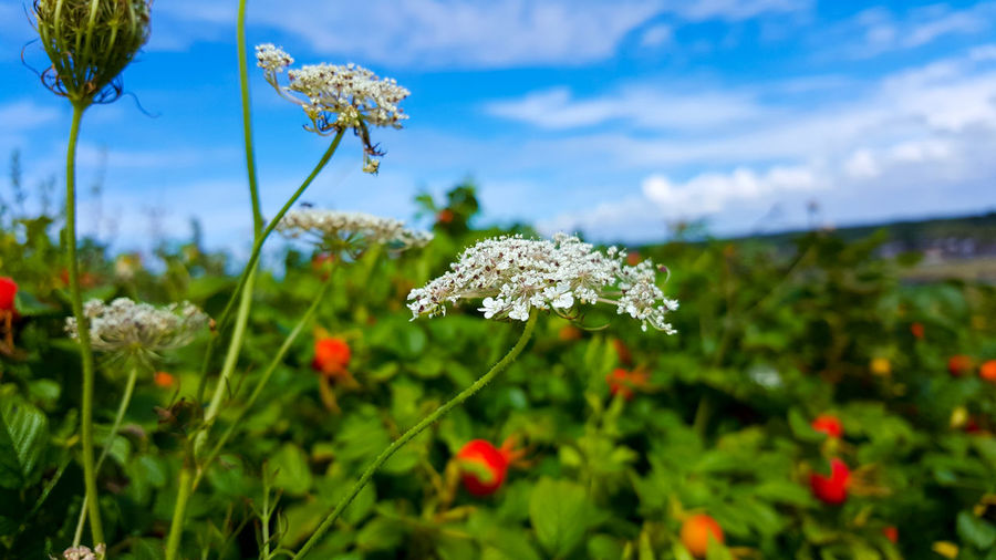 Close-up of cow parsley blooming on field
