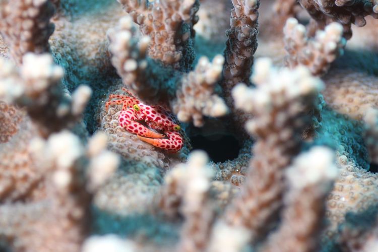 Tropical crab on sea anemone