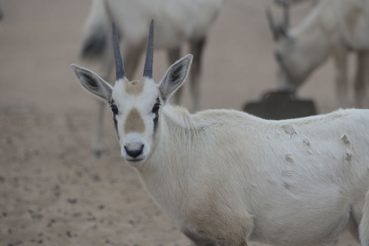 Young arabian oryx