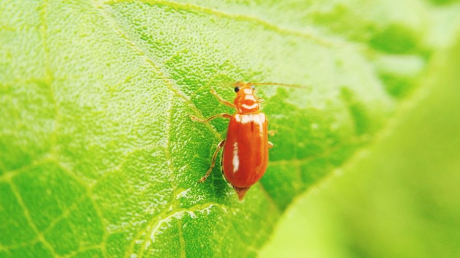 Close-up of insect on red leaf