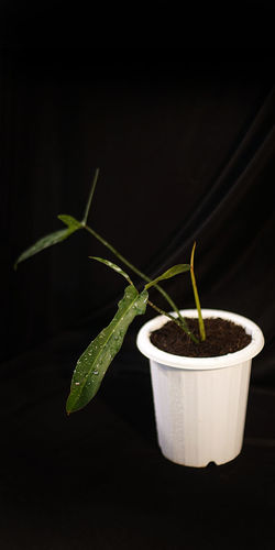 Close-up of potted plant against black background