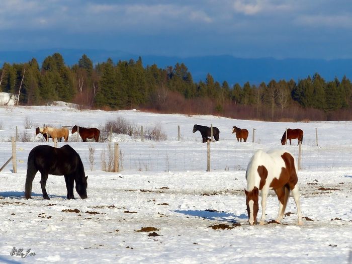 Horses on snow covered field against sky