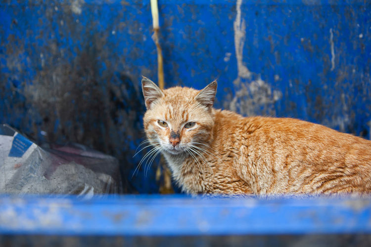 Homeless stray dirty ginger cat sitting on trash bin, searching for food in garbage container.