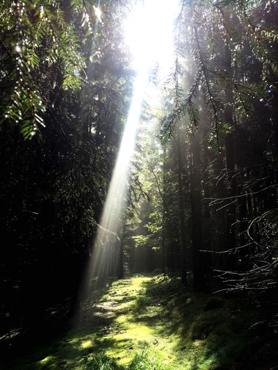 Sun shining through trees