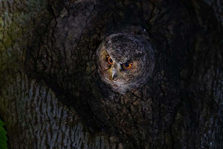 Owl looking out from hole in tree trunk