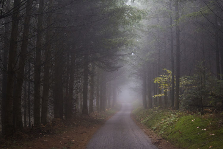 Road going deep into a dark and eerie forest with an autumnal mist