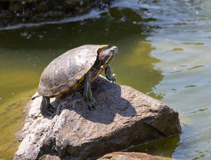 Turtle in lake