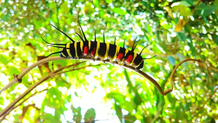 Close-up of insect on branch