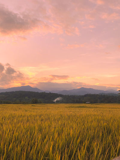Scenic view of field against sky during sunset