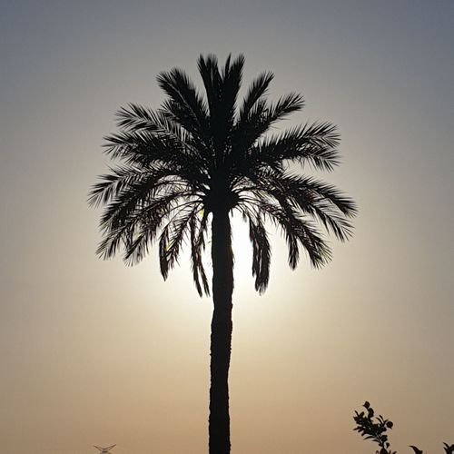 Silhouette palm trees against sky during sunset