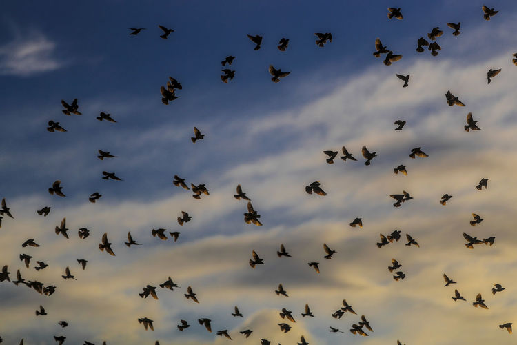 Low angle view of birds flying in sky