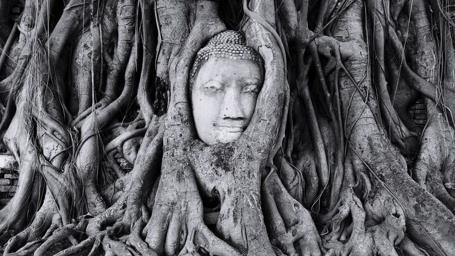Buddha carved on banyan tree