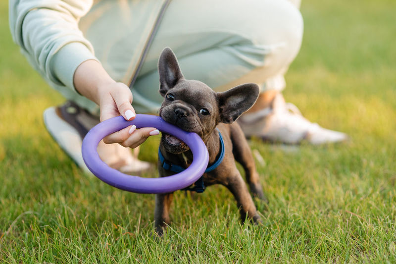 Beautiful french bulldog puppy playing outdoors with a puller