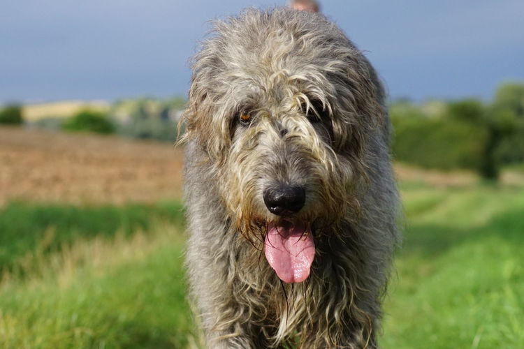 Close-up portrait of irish wolfhound during sunny day