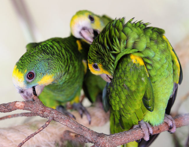 Close-up of parrots perching on branch