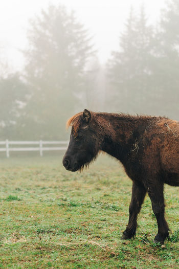 Pony in fog