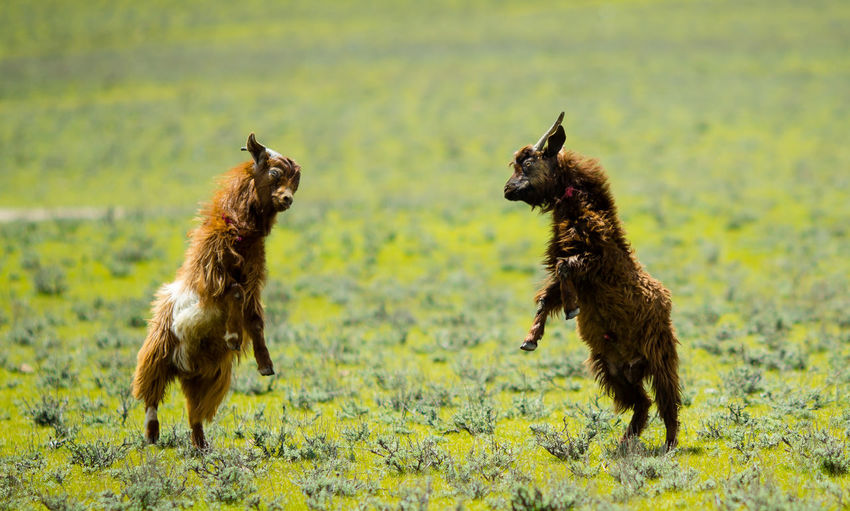 Goats jumpingon field