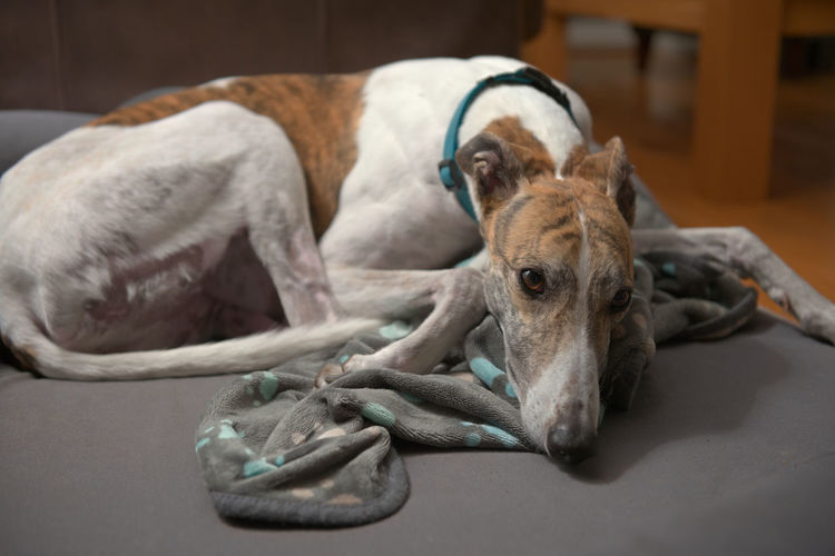 An adopted rescue dog curls up with her paw patterned blanket on a grey dog bed.