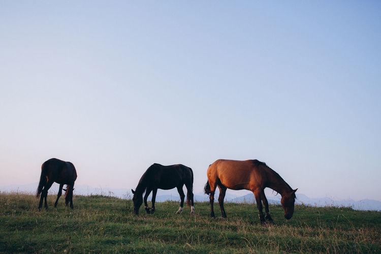 View of horses on grazing on field against sky