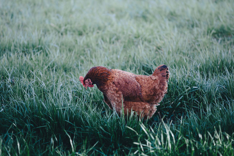 Side view of rooster on grassy field