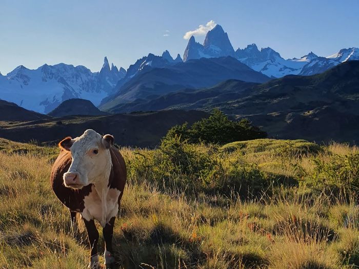 Cows standing on field against mountains