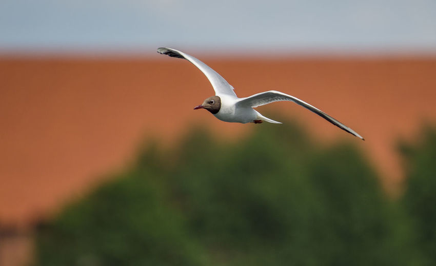 Black-headed gull flying in mid-air