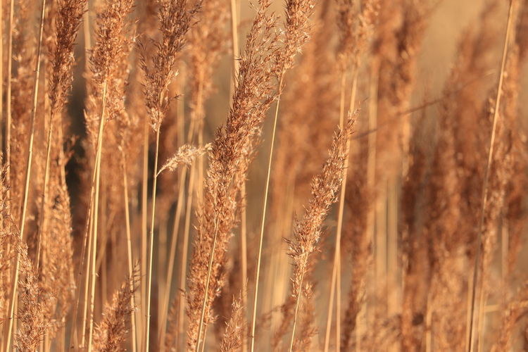 Close-up of wheat growing on field