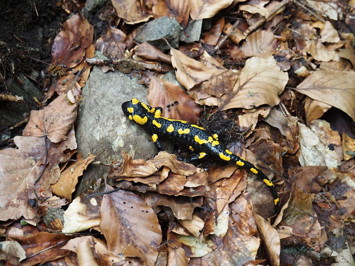 High angle view of fire salamander on dry leaves