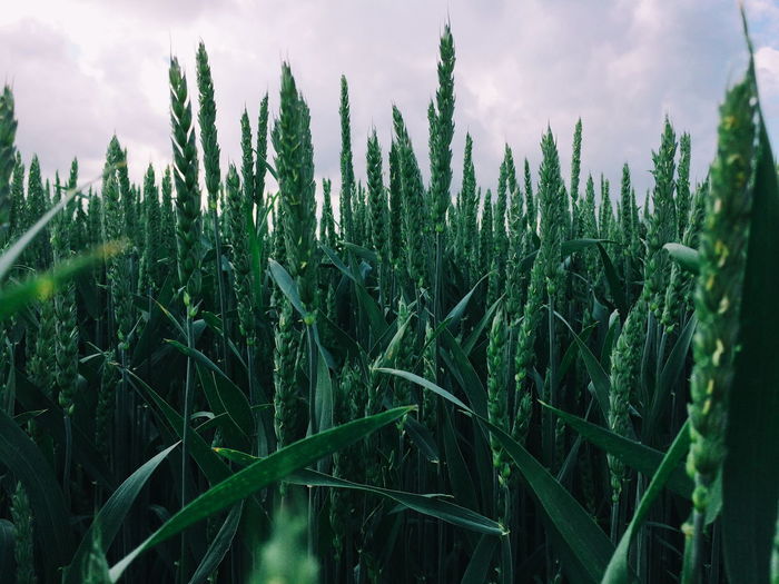 Panoramic shot of stalks in field against sky