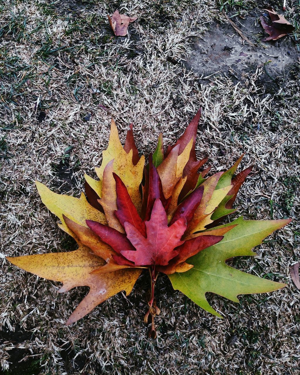 HIGH ANGLE VIEW OF MAPLE LEAF ON FIELD DURING RAINY SEASON