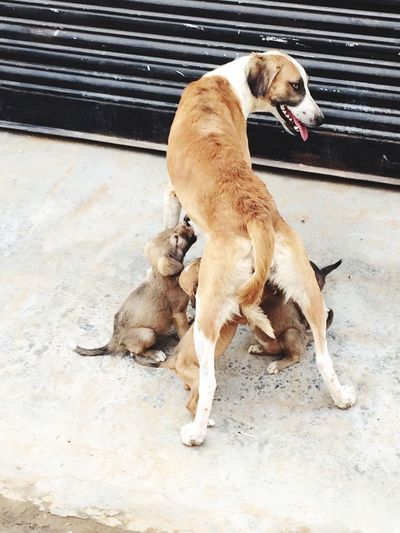 Mother dog with puppies