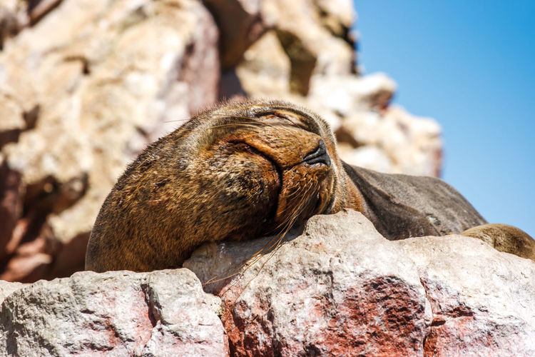 Close-up of sea lion on rock formation