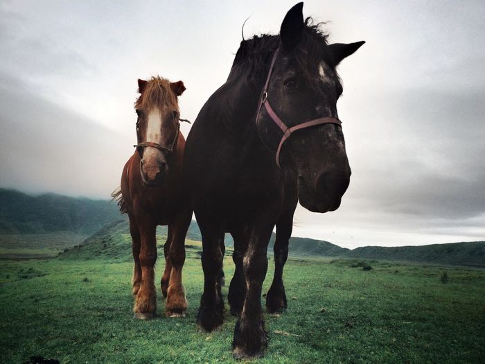 Low angle view of horses on grassy field