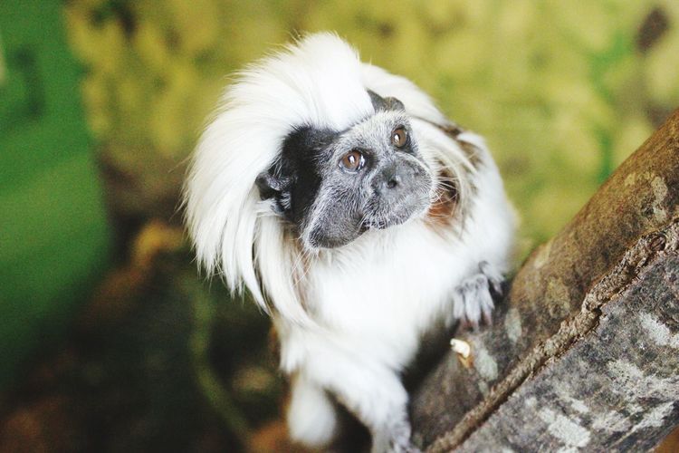 Cotton top tamarin looking into the distance