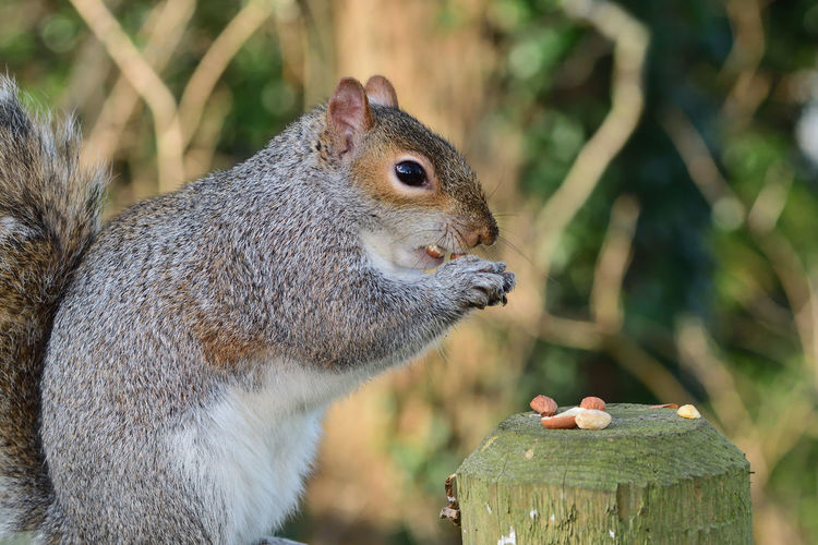 Portrait of a grey squirrel eating a nut while sitting on a fence