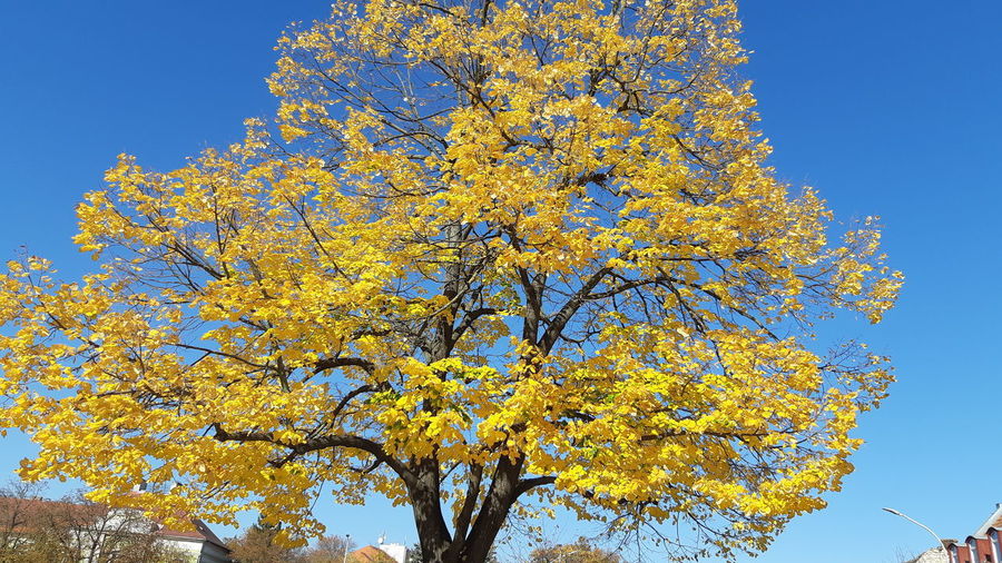 Low angle view of yellow flowering tree against blue sky