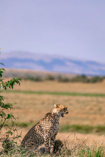 Cheetah walking on the grassland savannah in maasai mara national game reserve park narok county  