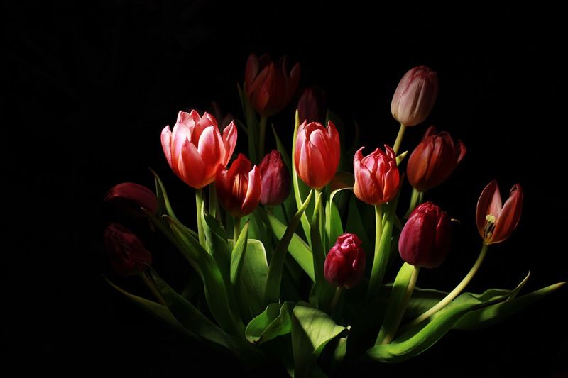 Tulips blooming against black background