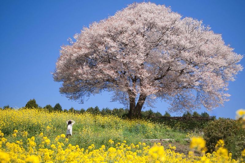 Rear view of girl looking at cherry blossom tree in meadow