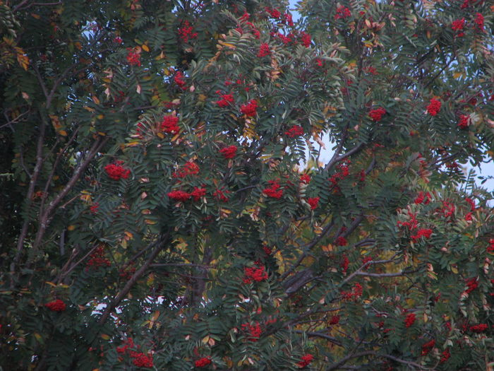 Full frame shot of red berries on tree