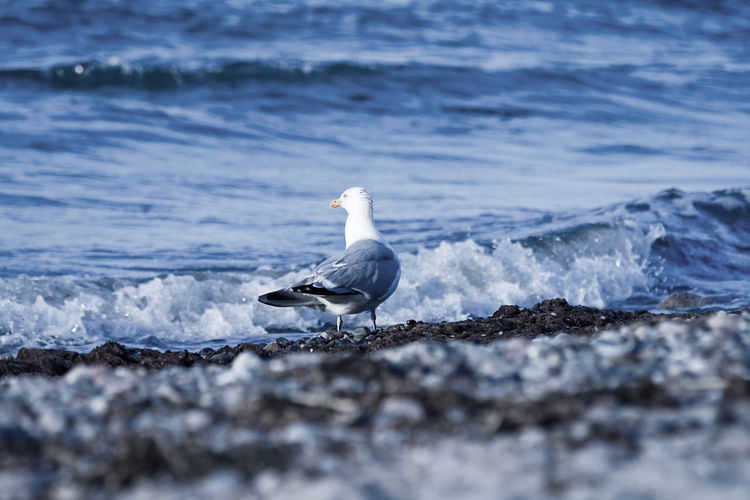 Seagull on a rock