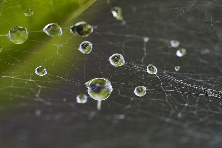 Close-up of spider web