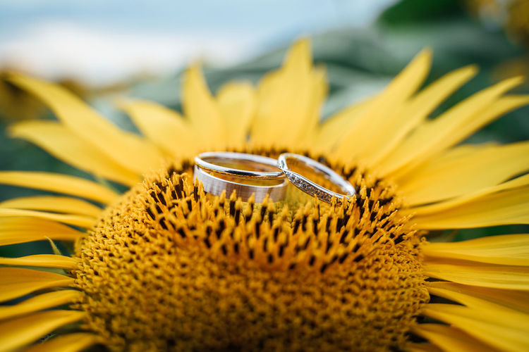 Wedding rings on sunflower detail macro