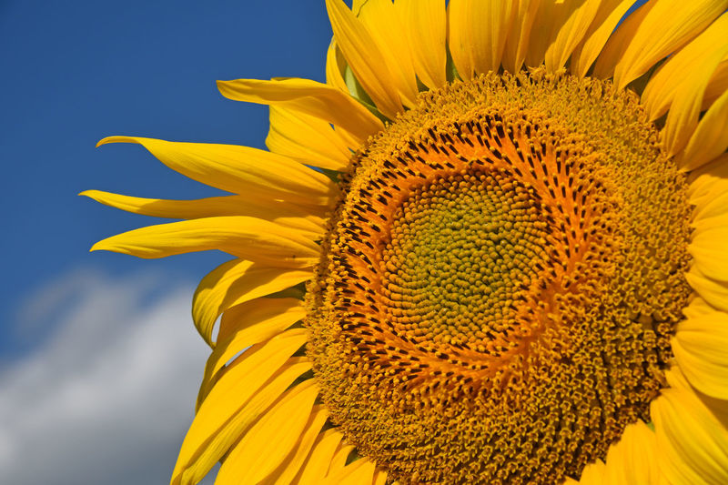 Low angle view of yellow sunflower growing against sky