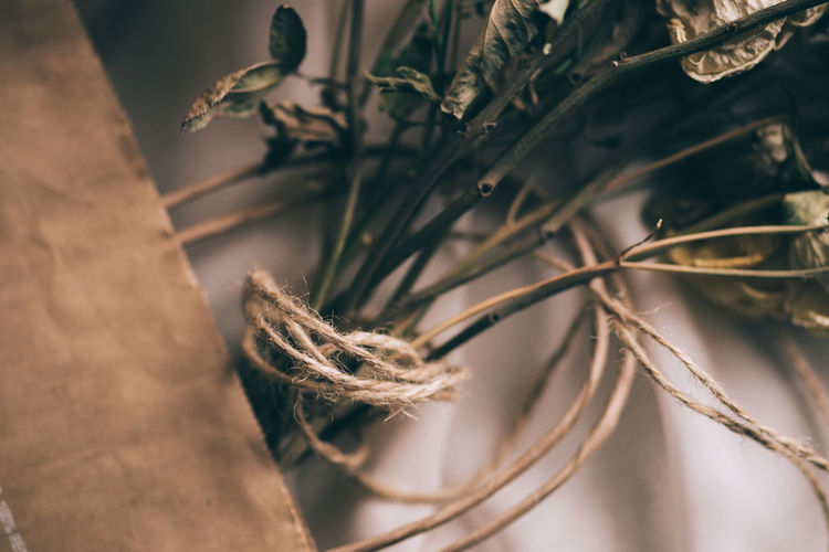 Close-up of wilted plant