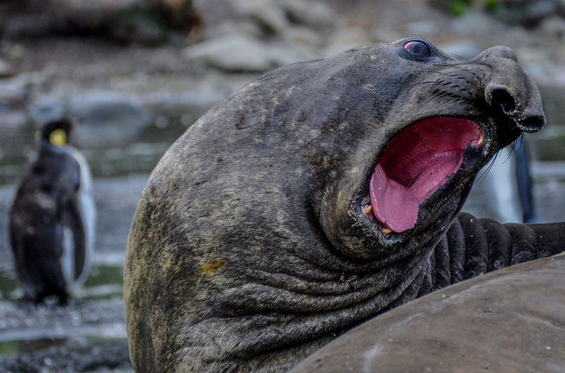 Close-up of elephant seal yawning