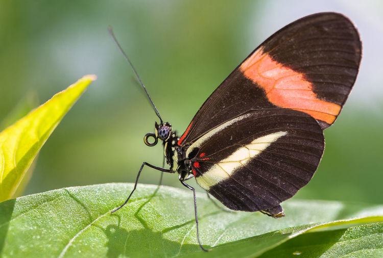 A red postman butterfly perched on a leaf