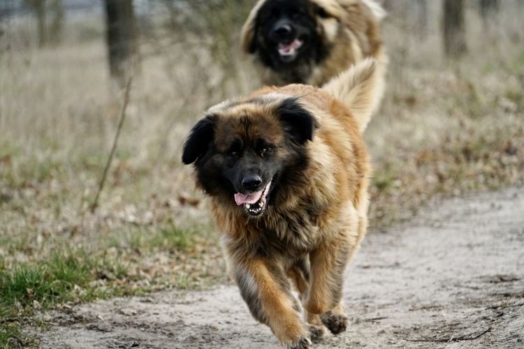 Portrait of dog running